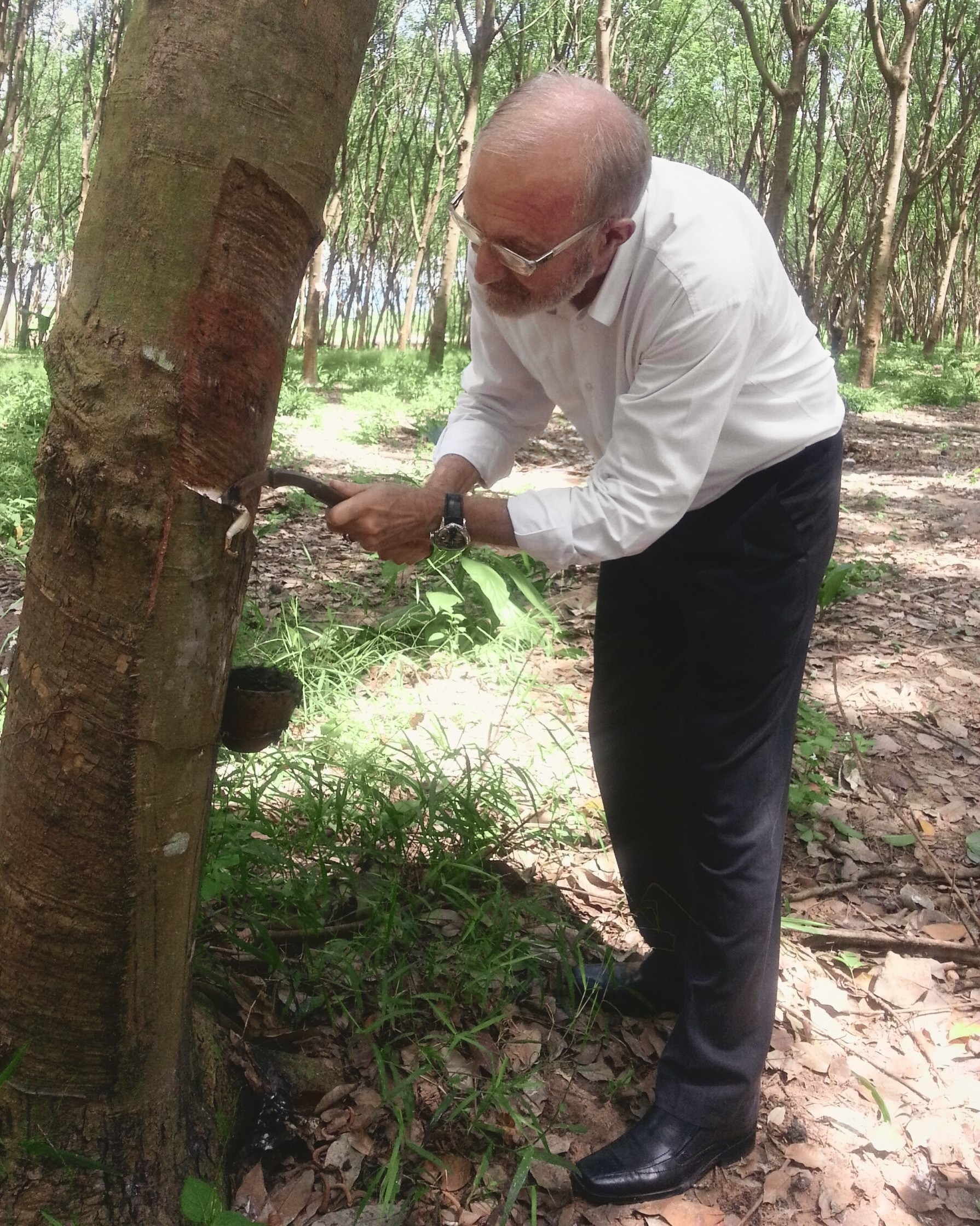 Dominique Bienfait in a white shirt, bent to the trunk of a rubber tree in a plantation, holding a tapping knife at the cut in the bark, a cup tied to the trunk below it.