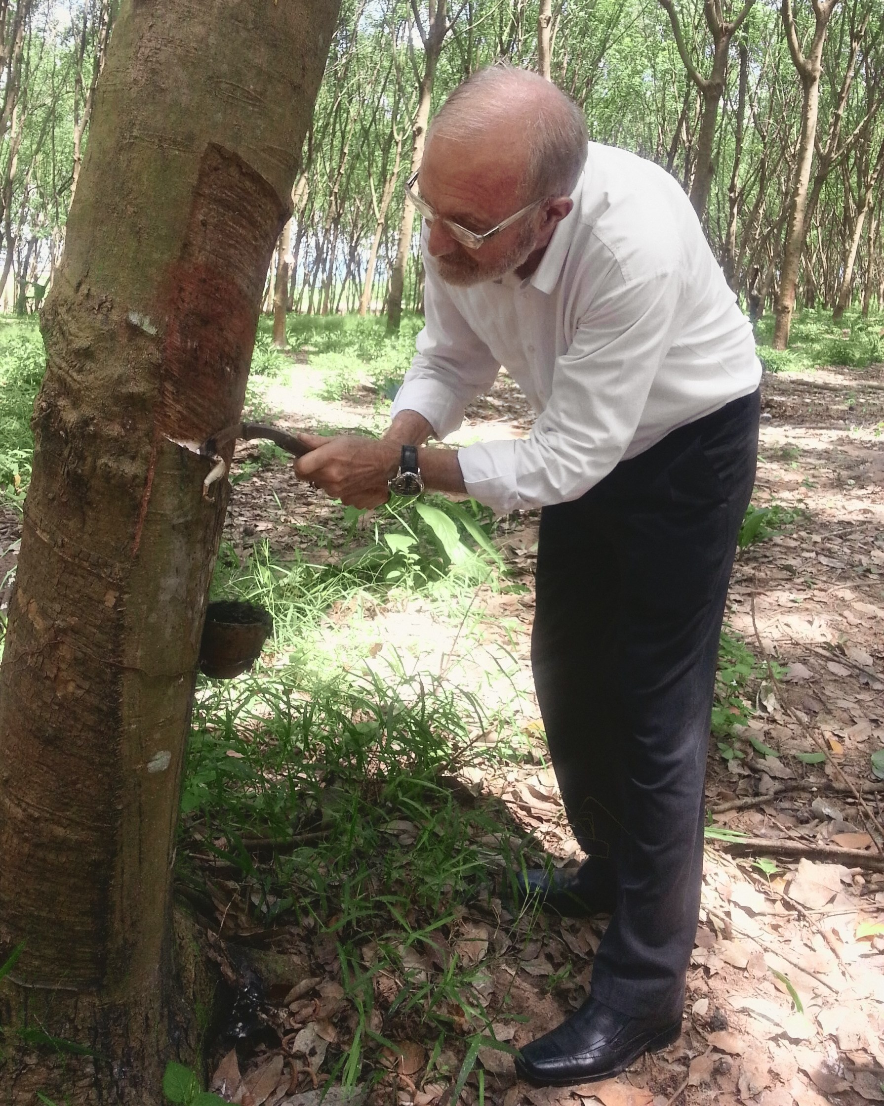 Dominique Bienfait in a white shirt, bent to the trunk of a rubber tree in a plantation, holding a tapping knife at the cut in the bark, a cup tied to the trunk below it and rows of trees behind.