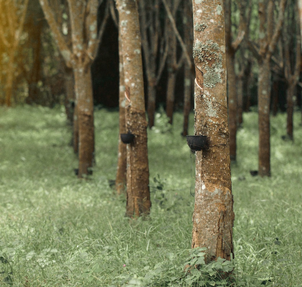 Rubber trees in rows in a plantation, a dark cup tied under the cut on each trunk, soft light falling through the leaves from the left.