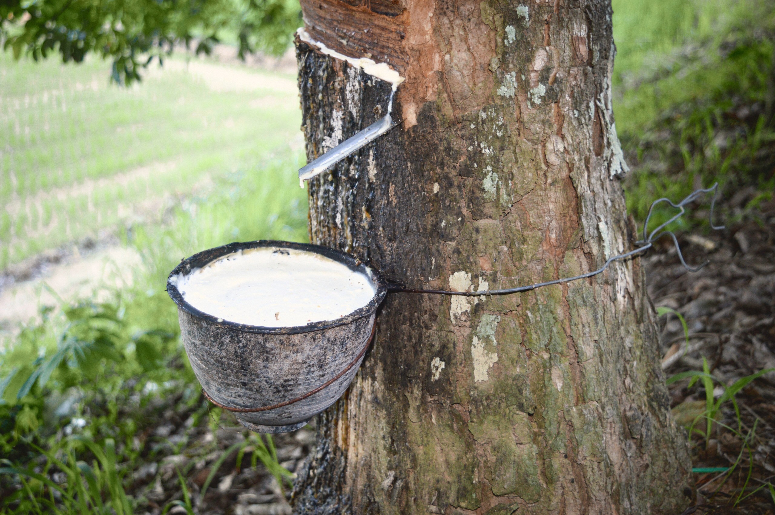The trunk of a rubber tree close: white latex along the slanting cut in the bark and down a metal spout, and below it a cup full of white latex tied to the trunk with wire.